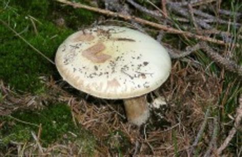 death cap mushroom poisoning australia